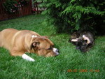 gal/Daisy Bona/_thb_DB 07.jpg